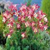aquilegia crimson star