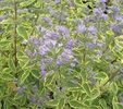 Caryopteris-Summer-Sorbet