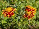 Tagetes - Crăițe