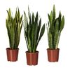 sansevieria-trifasciata-potted-plant__0237399_PE376787_S4