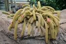 Rattail_Cactuinteri