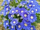 Cineraria  :)