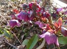 helleborus orientalis