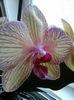 orhideea pestrita (luata de sf. Ion Mihali)