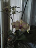 orhideea la 8 martie
