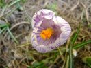 martie 2018 - Lalele si crocusi