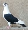 Mascul 31 VANDUT
