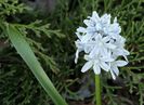 Striped Squill