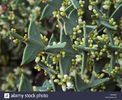 Colletia Paradoxa - Planta nativa in Uruguay si Brazilia