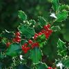 Ilex Aquifolium