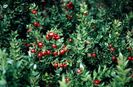 Ruscus aculeatus