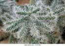 Cylindropuntia Tunicata Cactacea