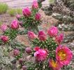 Cylindropuntia imbricata