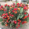 Opuntia phaeacantha