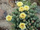 opuntia fragilis