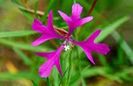 Clarkia pulchella