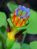 Fuchsia procumbens