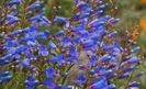 Penstemon heterophyllus - Blue Bedder