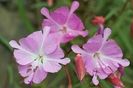 Clarkia breweri