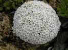 Androsace cylindrica