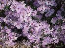 aster-little-carlow