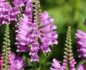Physostegia virginiana Rosea,  nu
