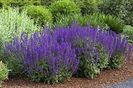 salvia x sylvestris maynacht