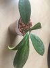 HOYA PUBICALYX PINK SILVER 15 lei