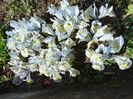 e anul irisilor reticulata
