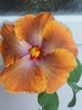 Tahitian Sophistication
