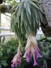 Tillandsia THIEKENII