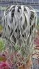 Tillandsia xerographica
