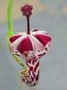 Ceropegia sandersonii