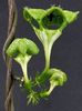 Ceropegia sandersonii