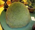 Arbormeitiella brevifolia