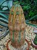 Euphorbia obesa