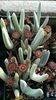 Cheiridopsis candidissima