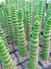 Eulychnia castanea spiralis