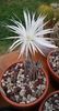 Setiechinopsis mirabilis