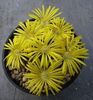 LITHOPS DOROTHEAE