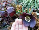 Helleborus orientalis Metallic Blue Lady