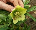 Helleborus Yellow Lady, ultimul inflorit :)