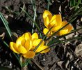 crocus crysanthus dorothy