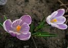 crocus king of the striped