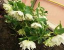 Helleborus Double Ellen White Spotted, trecut prin ger,