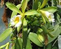 orhideea de vanilie