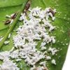 Păduchi lânoşi - Eriosoma lanigerum