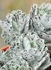 Kalanchoe rhombopilosa (Pies from Heaven)