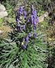 Aconitum napellus