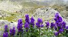 Aconitum Romanicum